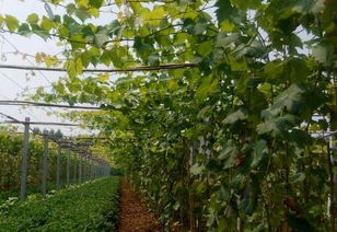 葡萄园除草剂配方大盘点，哪种Zui好用？