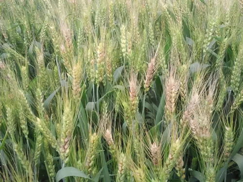 笨米甲环唑：小麦赤霉病的“克星”