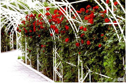 藤本月季养护小窍门， 花开满枝不生病