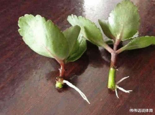 长寿花扦插最佳时间是什么月份？如何进行长寿花扦插操作