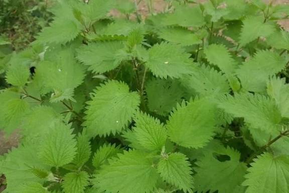 病虫害来了怎么办？杀虫剂来帮忙