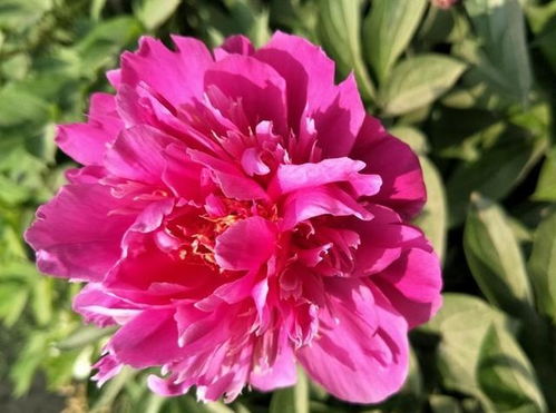 芙蓉花骨朵没开就掉了怎么办？有哪些养护救蕾方法可以挽救
