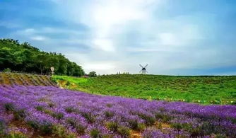 薰衣草的魅力，你知道吗？