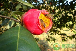 修剪技巧，增加开花次数