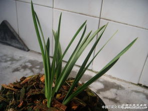 马蹄莲养殖成功关键在于适宜土壤、充足光照和适度浇水
