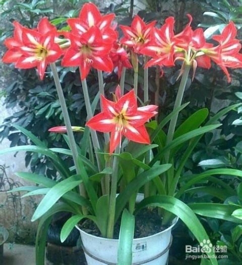 洋朱顶红花开花后养护攻略来啦！