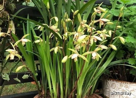 紫苏花如何通过播种、施肥、浇水等步骤进行科学养殖和种植