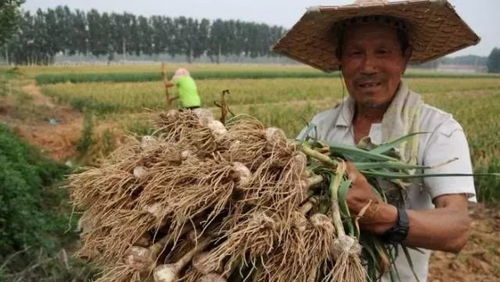 如何降低农业养殖成本？