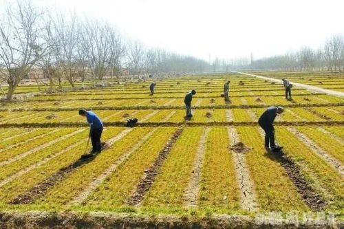 农业养殖防六疫，健康养殖保丰收