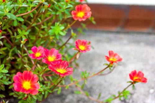 向日葵——阳光之子的热情