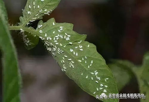 多种除草剂，哪一种最适合花菜苗床？