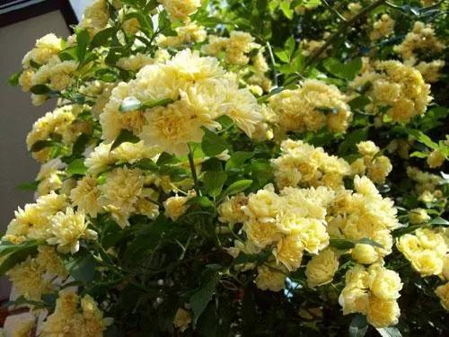 雪花中的花仙子