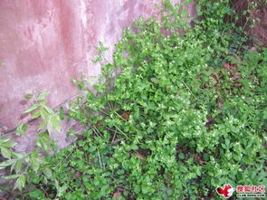 外形特点， 绿意盎然