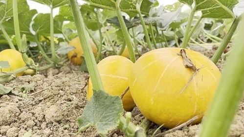 南瓜：金黄色的丰收使者