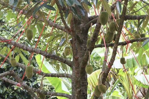 李子食心虫，防治有妙招