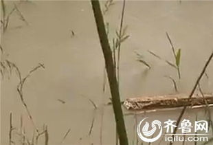 村民遭遇怪事：白菜枯死疑云