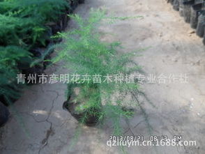 文竹的种植与养护