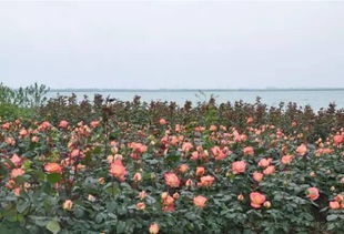 五月滨州， 花月季的绚烂盛宴