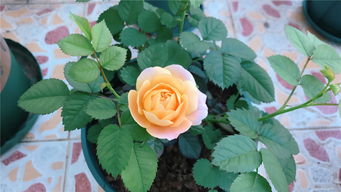 月季文化， 历史的传承