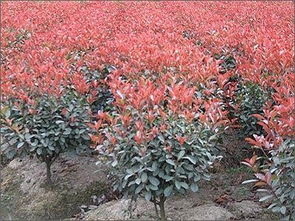 红叶石楠的价格，你知道吗？