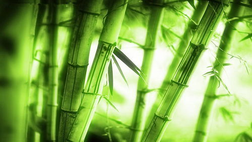 奶茶杯给纹竹搬家，三天就冒出新芽