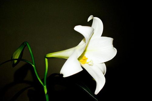 秘鲁百合花的花语究竟代表着怎样的情感和寓意
