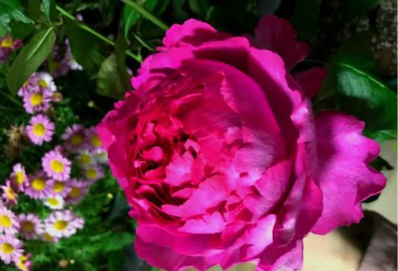 花儿的魅力， 了解一下