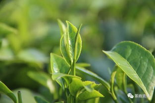 揭秘油茶施肥技巧：科学施用，确保茶叶品质！
