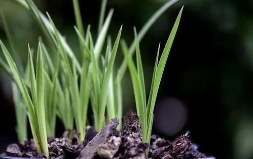 韭兰花种植技巧分享
