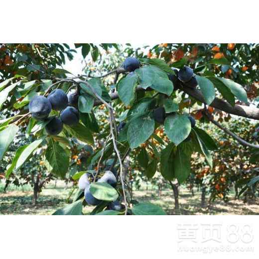 黑柿子小苗的价格探秘