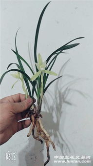 兰花的美丽瞬间