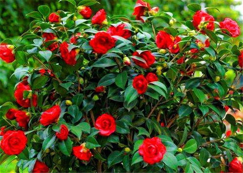山茶花烂叶，是土壤问题吗