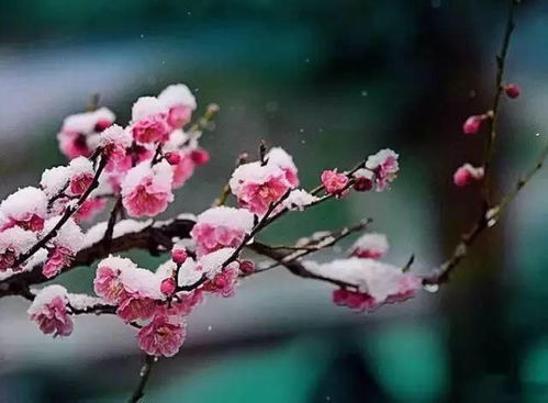 冬季在家种植梅花，如何让寒梅绽放