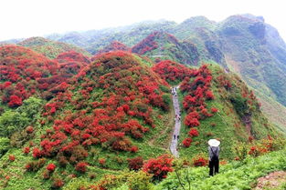 杜鹃映山红，生命如火