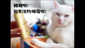 小白鼠实验， 一探究竟
