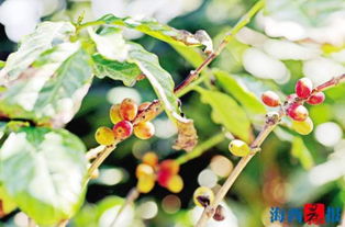 咖啡树种植过程中，如何掌握咖啡栽培技术及养护要点