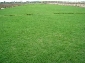 绿化草种的选择，就像选衣服一样重要！