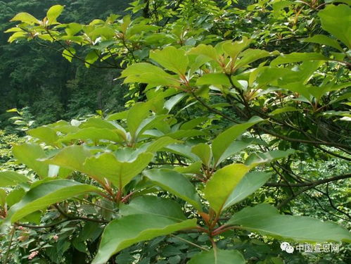 “中国稀有植物盘点，这些珍稀植物你了解多少