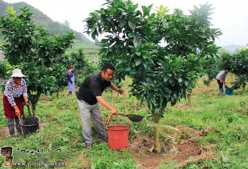 施肥时间与果实生长