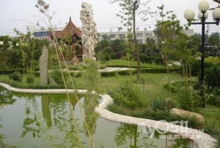 路边常见的绿化树，你认识几种？