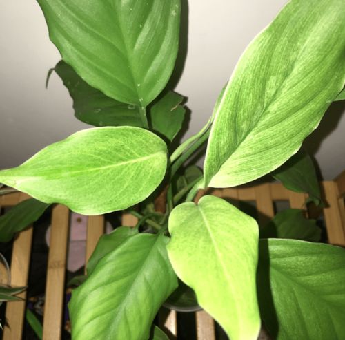 家里光线少，水仙怎么养才能开花
