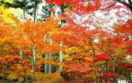 枫树的生长温度揭秘