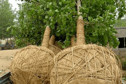 绿化苗木移植， 根系要完整