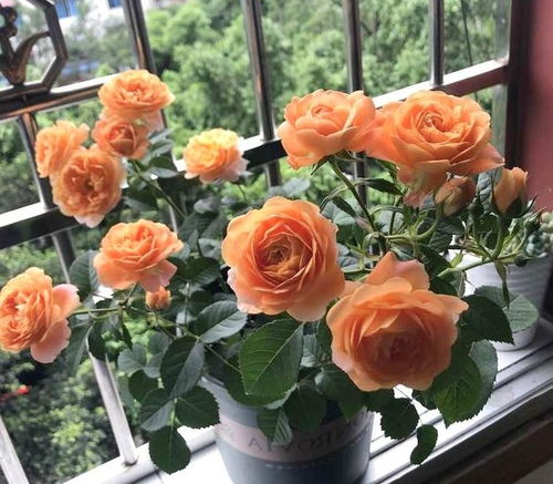 修剪篇：小天使的发型师