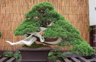 修剪目的，各有讲究