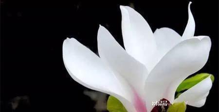 红玉兰花语中，献给坚强勇敢的我是如何唤醒内心力量的
