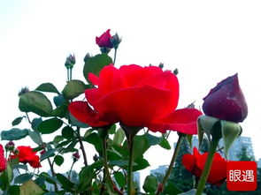 月季花开， 香满城