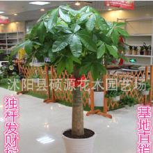 “发财树”价格大揭秘， 选购陷阱要避开