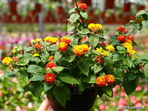 旱金莲：藤蔓柔软，好养易活