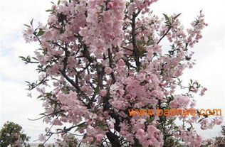 培育垂丝海棠盆景的步骤